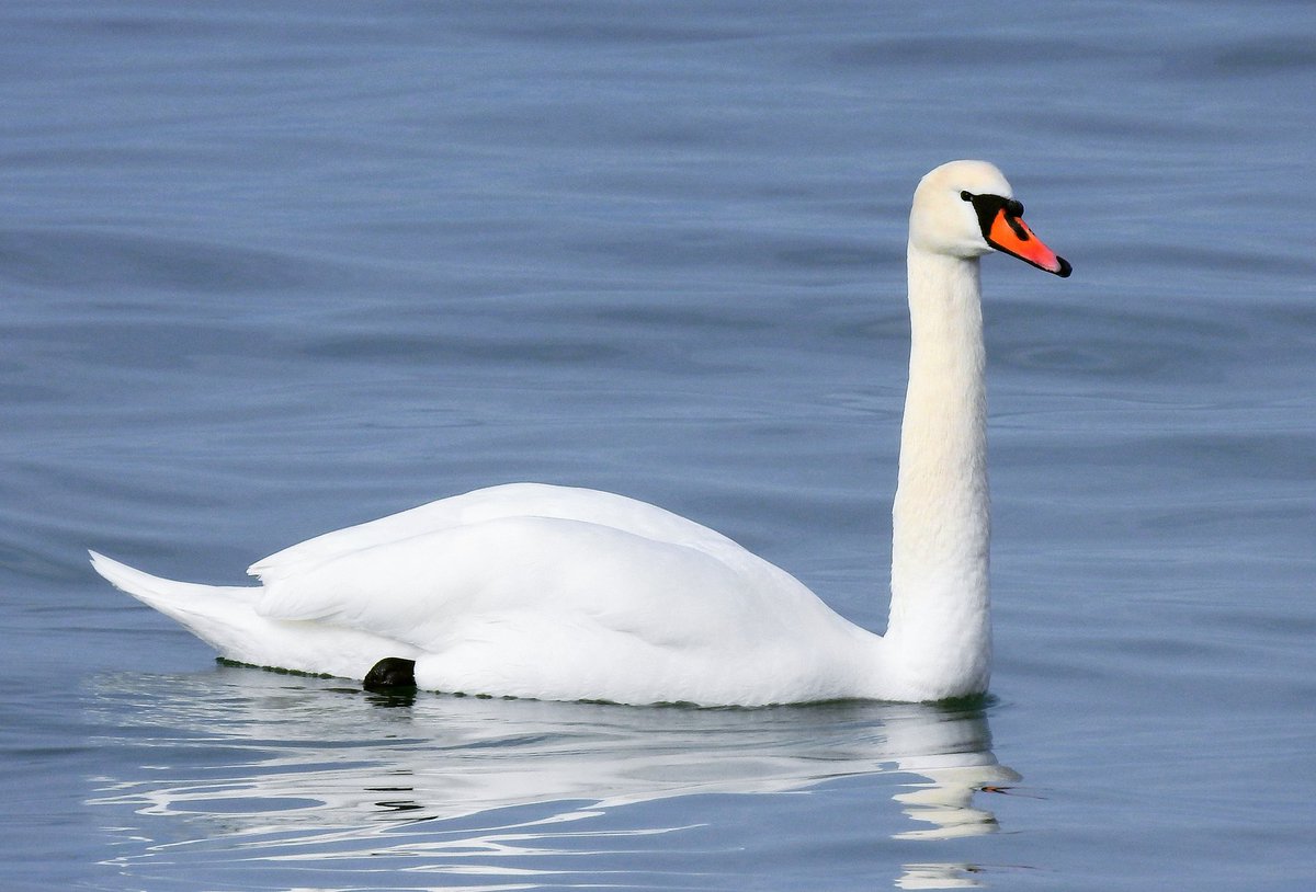 uaberkay06's tweet image. Geçtiğimiz haftasonu tatilini Bostancılı kıyılarında geçiren bu güzelliği benden başka fark eden oldu mu?

Kuğu » Mute Swan » Cygnus olor

Mart, 2023

Sinop

#hangitür #birds #birdwatching #birdphotography #kuğu #muteswan #cygnusolor