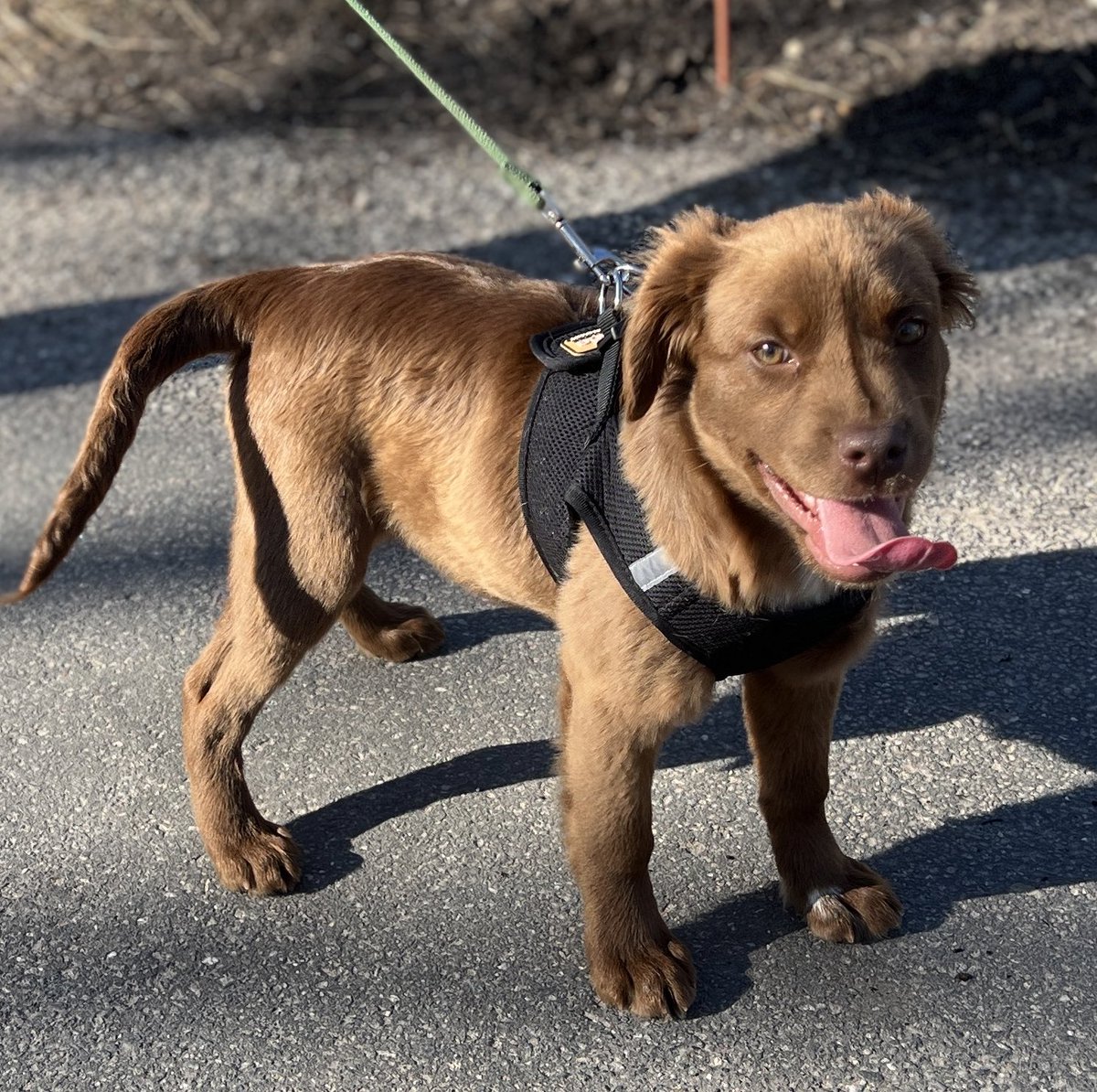 Ernie is just one of the 15 puppies that were rescued last weekend from SC with the help of our partner,  <a href="/fosteringfoster/">Fostering Foster</a> &amp; w/support from the Irving and Phyllis Millstein Foundation for Animal Welfare. Full of puppy cuteness &amp; potential, Ernie is eager to be your best friend.