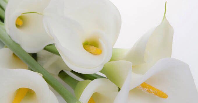 itmydefinition's tweet photo. คาลล่าลิลลี่ (น.)
ดอกไม้แห่งความแสงสว่าง เพียงแค่มีมันอยู่ใกล้ๆ ก็ทำให้รู้สึกเหมือนเป็นดวงจันทร์ เป็นแสงที่สว่างสไวในตอนกลางคืนที่มืดมิดนั่นเอง “เธอคือแสงสว่างของผม ดึงผมขึ้นมาจากความมืดมนนี้, ขอบคุณนะ” https://t.co/c2R77BOn9K