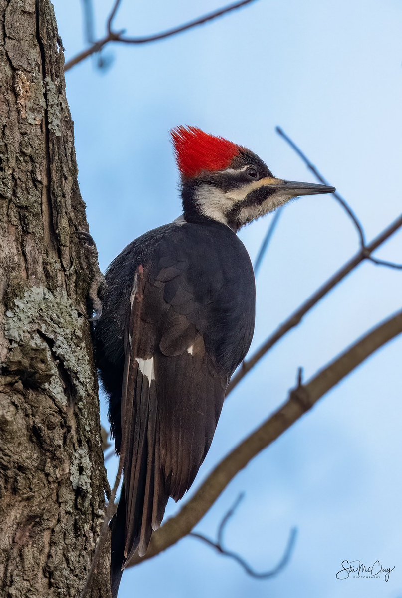 Pileated Woodpecker. #TwitterNatureCommunity