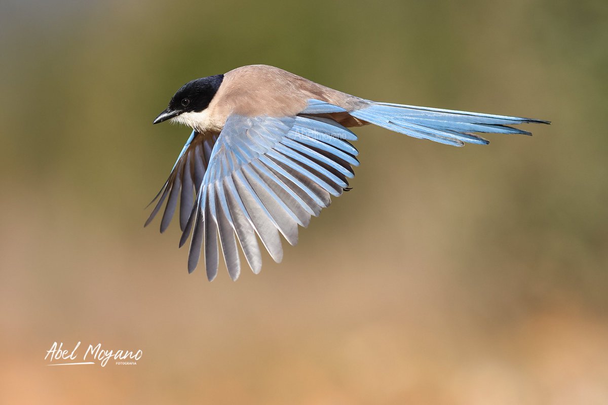 AMoyanoPrieto's tweet photo. Rabilargo (Cyanopica cooki)
#wildlife_photography #Alía #naturephotography #canon #aves #birds #birdwatching  #Extremadura https://t.co/tsDTPii9x2