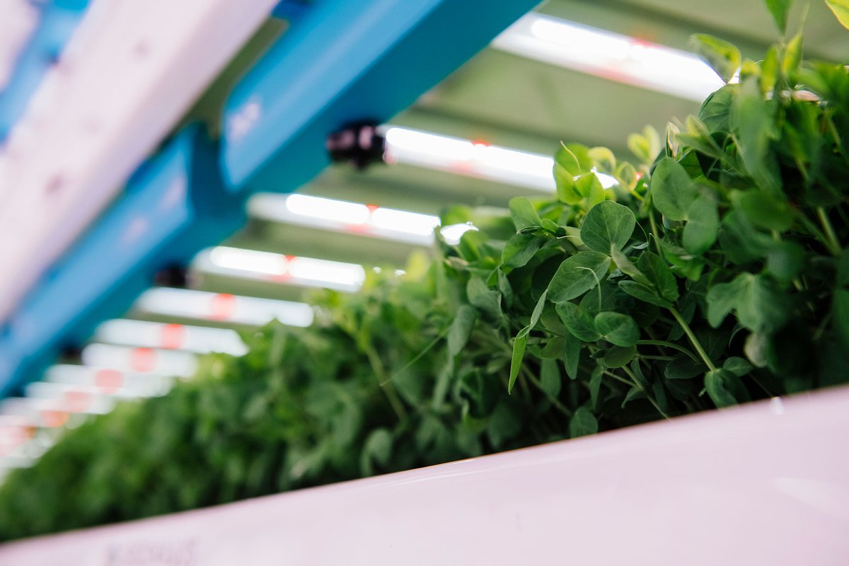 When it comes to indoor agriculture, one of the most important inputs we have control of is light.
Tatum, our R&amp;D Lead, expands on why we use different types of lights and the changes we can make to the plants by simply changing the light recipe. See more:
bit.ly/4232UIv