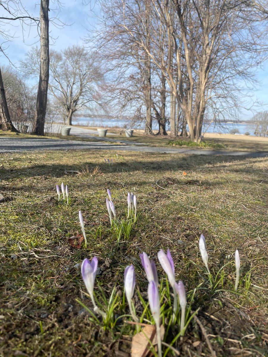 Spring is starting to pop! Only 21 days until Blithewold opens for Daffodil Days! Check out our website for spring admission and programs!i