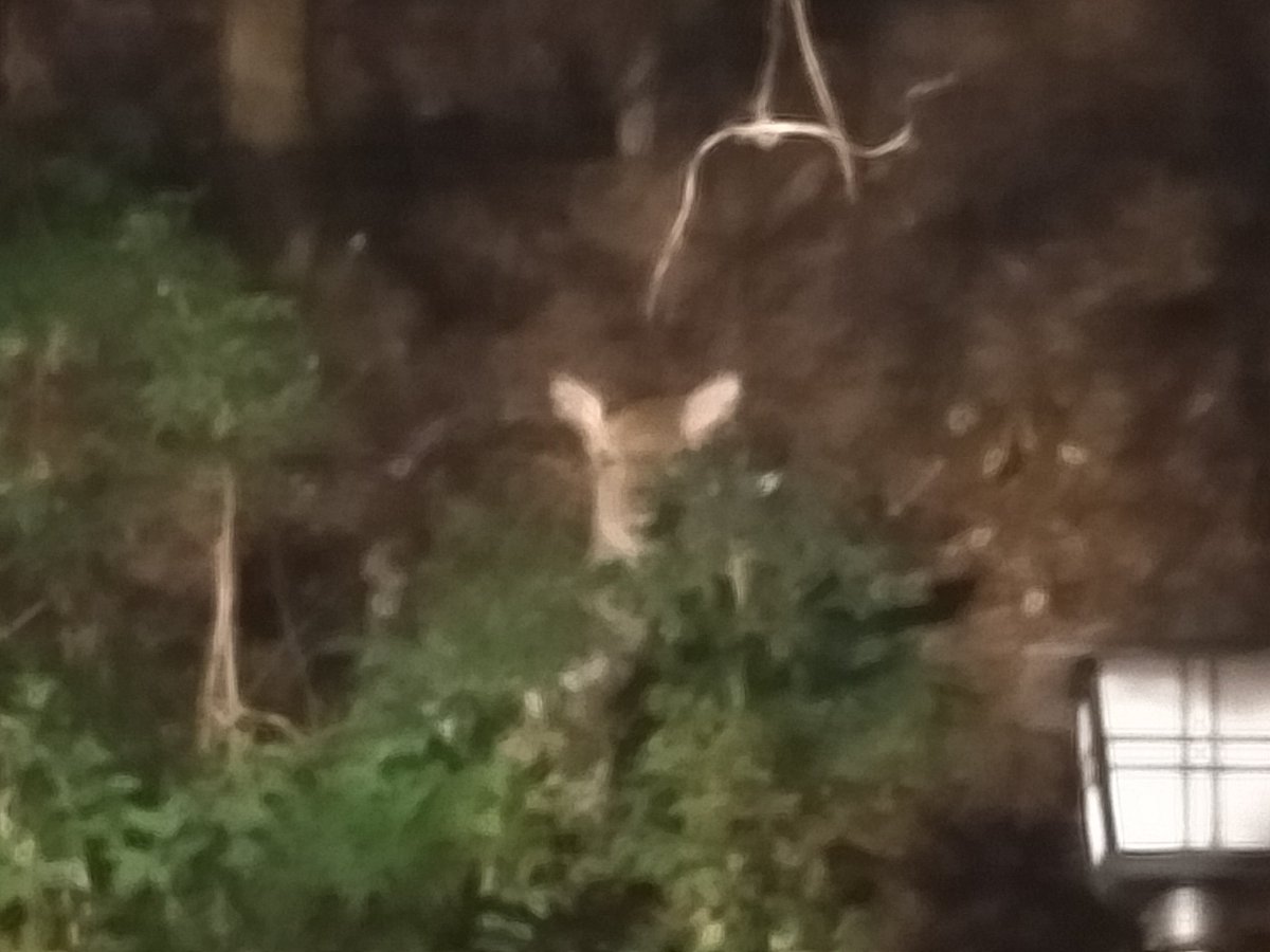 #快生館 @ #古賀市 にて
鹿に遭遇！！

かわいい😳💘 https://t.co/3jH1wW0sJD