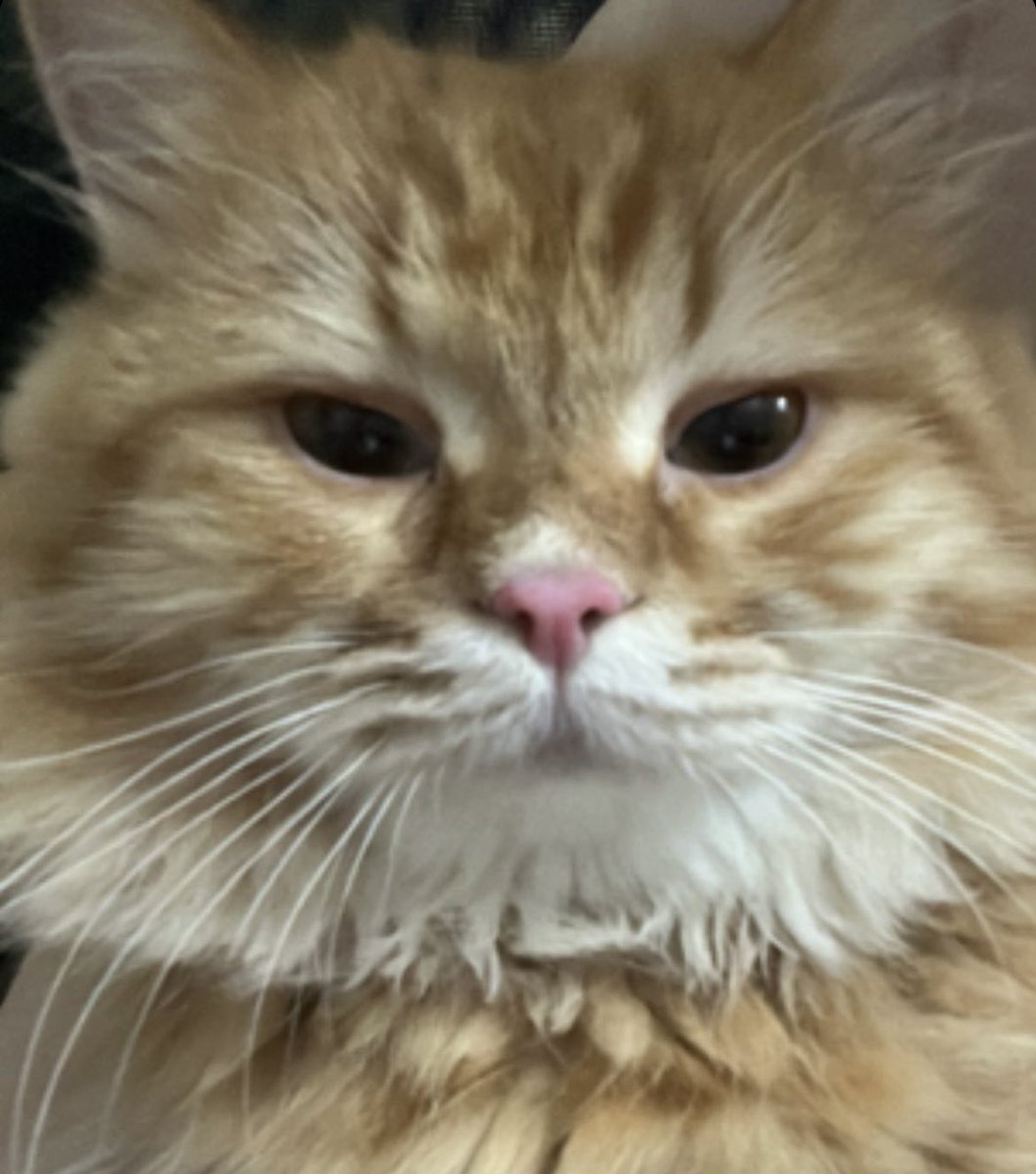 Where’s <a href="/owlswtf/">Owls</a> fam? Show me some 🤍 and I will grab 1 ! #hoot