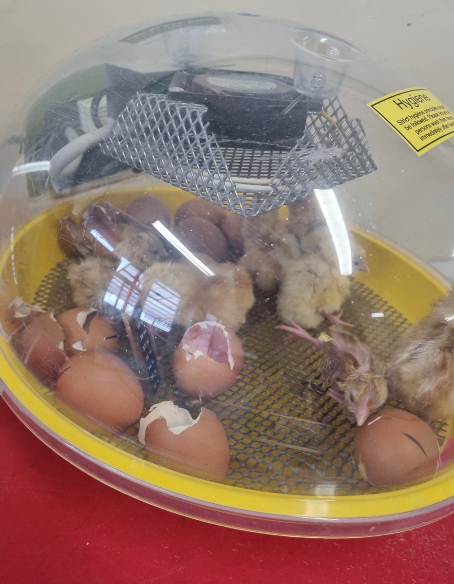 Children in our Reception and Nursery classes have really enjoyed, and been excited to watch chicks hatch from their eggs.