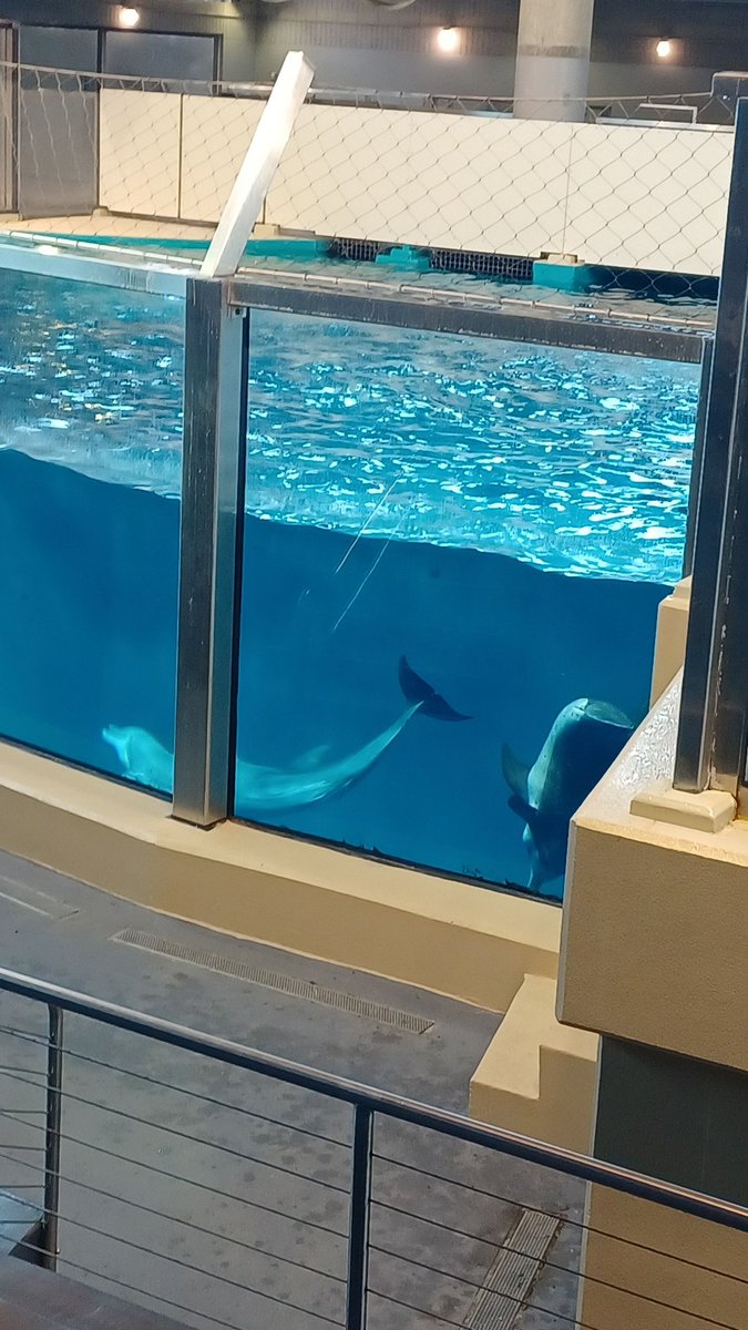 Madkjhhhbb's tweet photo. @senorabauer 
#masbonito 
El animal mas bonito es pumas y delfines https://t.co/aOM7hOcDPh