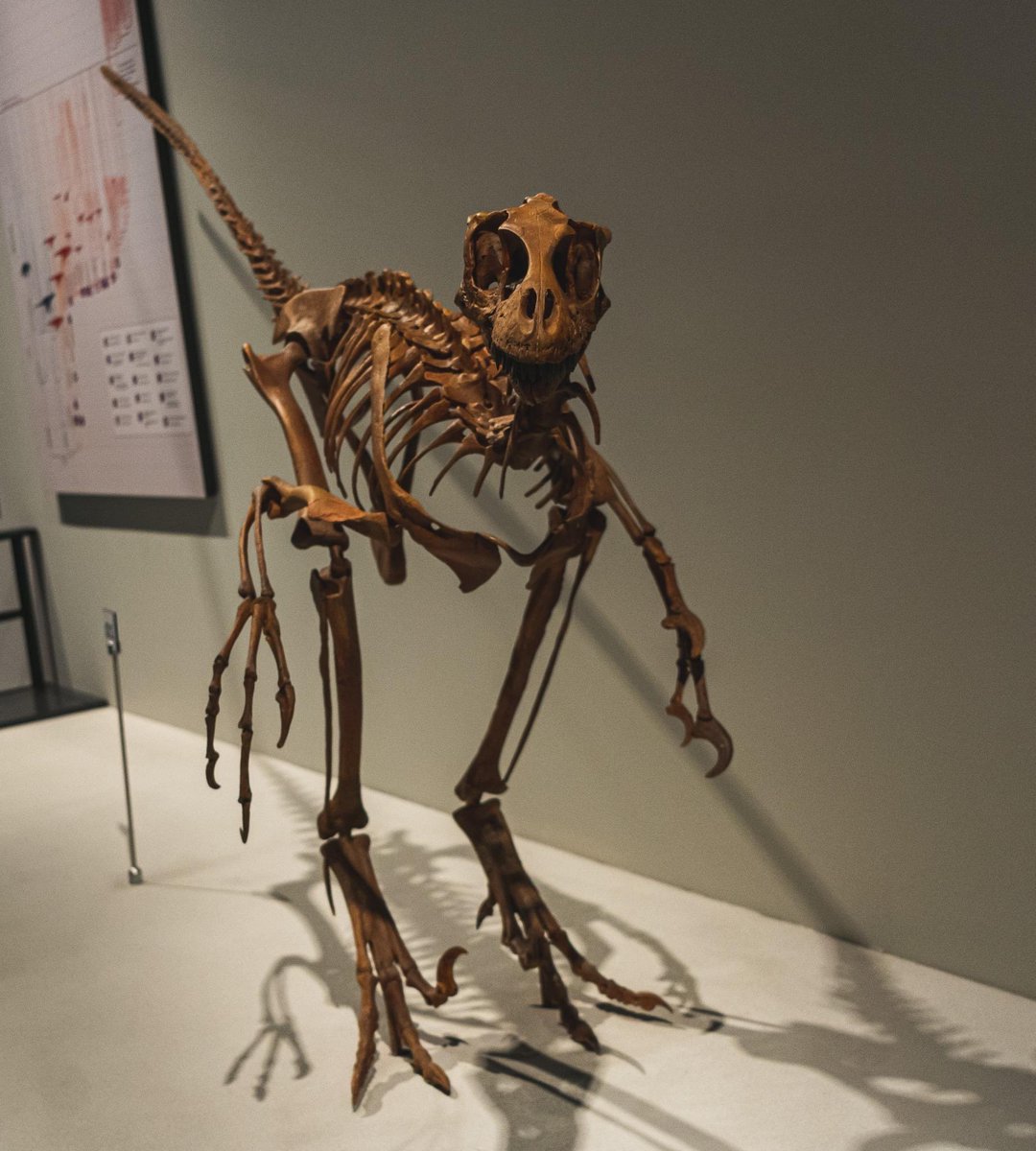 naturenickpics's tweet photo. Dromaeosaurus head-on at @RoyalAlberta Although the name means “running lizard”, Dromaeosaurus wasn’t as well-built for high speed pursuits as the tyrannosaurs and troodontids were that it coexisted with #FossilFriday #dinosaurs #yeg #travelab #alberta https://t.co/Jp0IrEKiTb