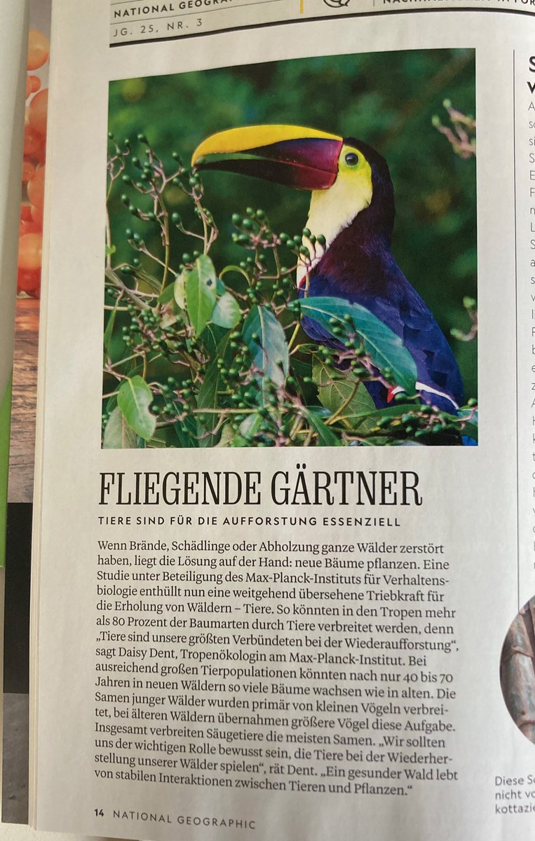 Daisy Dent (@daisydent) on Twitter photo The German edition of <a href="/NatGeo/">National Geographic</a> ran a little piece on one of our recent papers about seed dispersal… NG kindly sent me copy through the mail 😊 Thank you! Very nice surprise! <a href="/MPI_animalbehav/">MPI-AB is on Bluesky @mpi-animalbehav.bsky.social</a> The German edition of <a href="/NatGeo/">National Geographic</a> ran a little piece on one of our recent papers about seed dispersal… NG kindly sent me copy through the mail 😊 Thank you! Very nice surprise! <a href="/MPI_animalbehav/">MPI-AB is on Bluesky @mpi-animalbehav.bsky.social</a>
