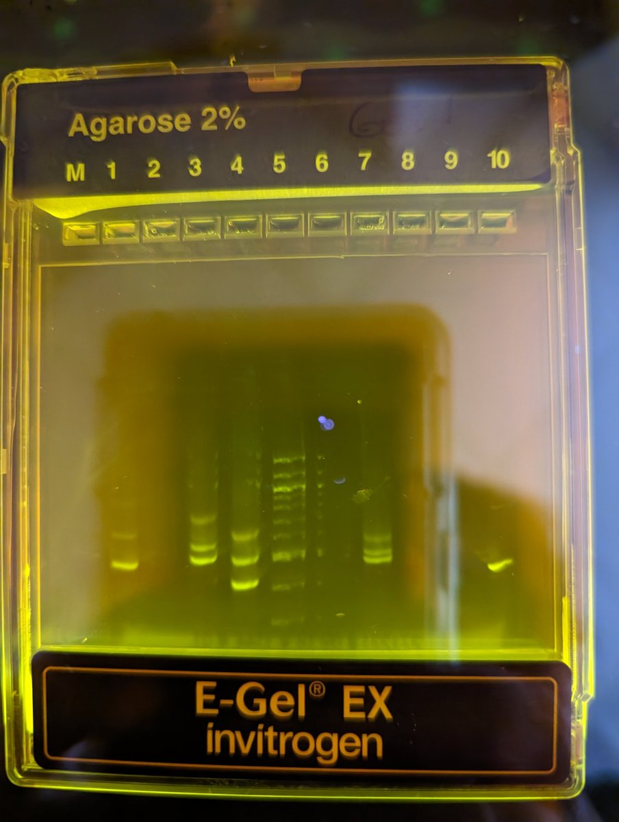 VictoriaSalo's tweet photo. DNA electrophoresis with student DNA in Forensics.  Came out great! https://t.co/qf60r5l1yg