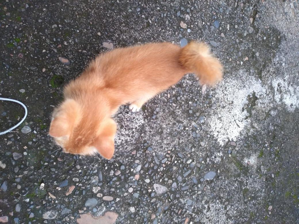 RevaFatricia's tweet photo. Kangen dirimu moci kucing kesayanganku🐈
#RevaFatriciaYolanda
#moci
#kucingkesayangan
#kucingku #kangen #rindu #kucing #kucingindonesia #kucinglovers #kucingcomel #catlovers #meow #kittycat #meowmeow #kitty #catstagram #love #animals #loveyou #loveyourself #animal #family #friend https://t.co/DHOjsnN0Ac