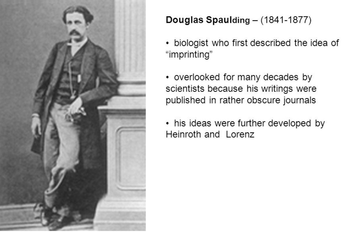 I'm looking for images of Douglas Spalding, the English biologist who first described the phenomenon of #imprinting and who died young (at age 35). I only found this one, of dubious attribution however since the surname is spelled wrong (Spaulding). Does anyone know more? Thanks!