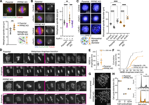 .<a href="/tomogolgier/">Tomogotchi, PhD</a>, Kowalczyk, Skylakakis, Barr et al. <a href="/BiochemOxford/">Department of Biochemistry at Oxford University</a> <a href="/Dunn_School/">Dunn_School (now @DunnSchool.bsky.social)</a> show that PP6 limits the activity of Aurora A toward the #kinetochore protein NDC80, thereby regulating spindle size and chromosome segregation. bit.ly/3ZC3FH3
#mitosis #celldivision