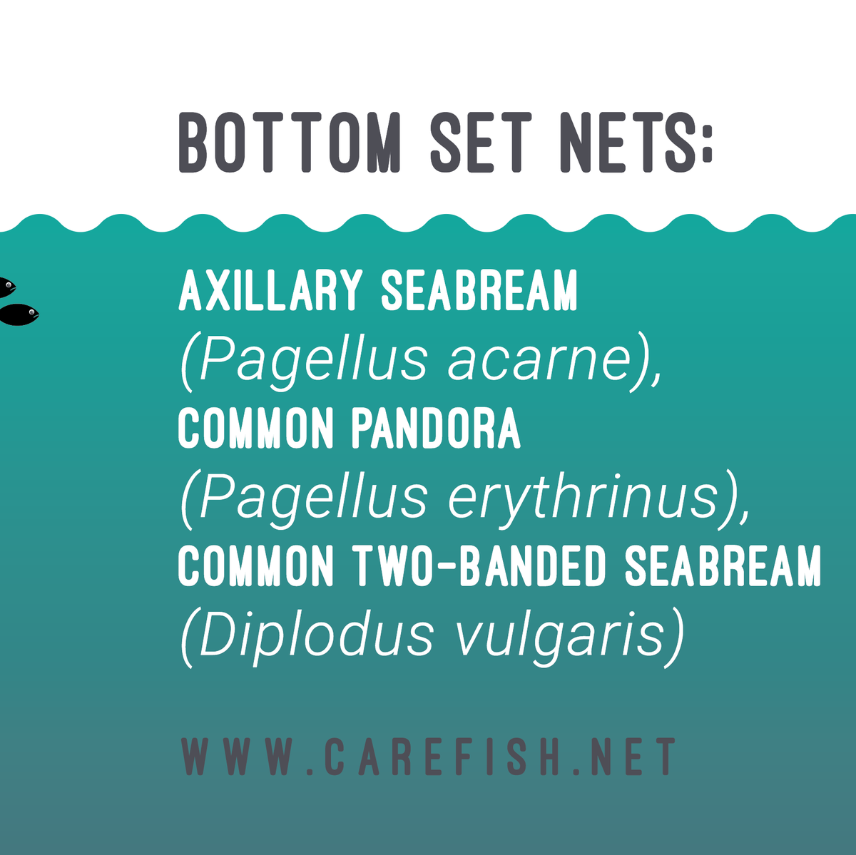 #carefishcatch project aims to help reducing #animalsuffering in #fisheries in a practical way, considering different #fishingmethods and #fishedspecies🐟. Thus, our researchers are investigating physiological and #behaviouralresponses of some species caught by bottom set nets...