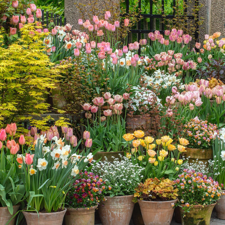 DianeJamesHome's tweet photo. No one does container gardens like @clausdalby and no one photographs flowers like @clivenichols so when they come together, it's pure magic... Happy Friday!
#clausdalby #potsofjoy #tulips #tulipmania #tuliptheatre #apricotaesthetic #apricotbeauty #floralfriday #blooming_petals https://t.co/PEQHizSdbq