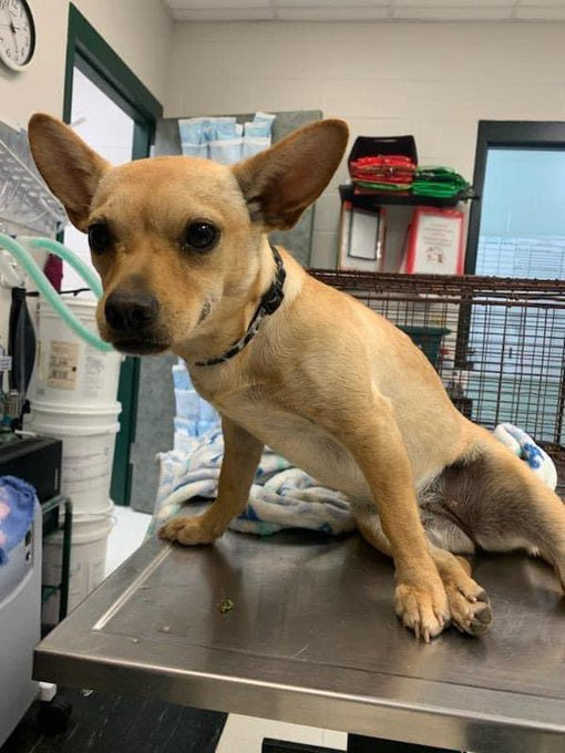 psychicwhisper3's tweet photo. 🆘🏥AMARILLA🌎#A353217
#CorpusChristiTX 😱
🐕2 Yr Female Chihuahua Mix
💔Injured Hit By A🚗Cant Walk
😢Swollen Limb Excoriation Over👁️
& Dermatitis. Timid & Friendly🥰
Can You Help Unfortunate Amarilla?
With A #PLEDGE 4 #MedResQ #RT
Her Last Day💥3/11 NOON💥
INFO⬇️ https://t.co/S8oprLeSu8