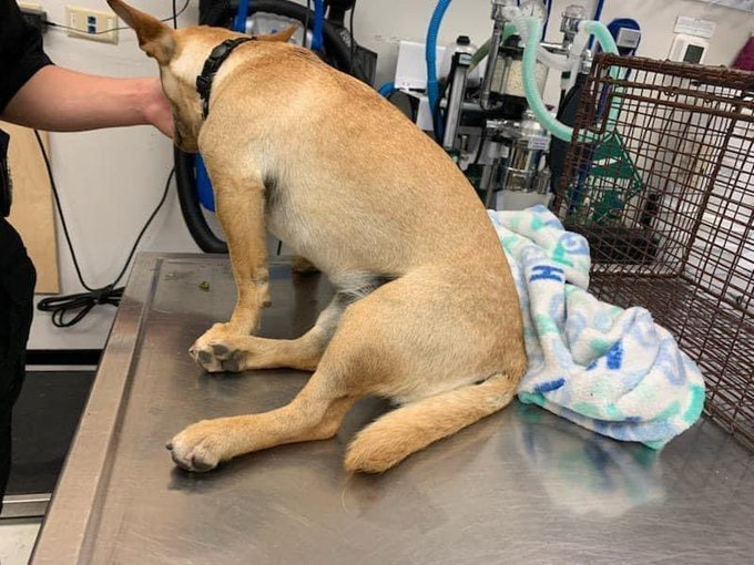 psychicwhisper3's tweet photo. 🆘🏥AMARILLA🌎#A353217
#CorpusChristiTX 😱
🐕2 Yr Female Chihuahua Mix
💔Injured Hit By A🚗Cant Walk
😢Swollen Limb Excoriation Over👁️
& Dermatitis. Timid & Friendly🥰
Can You Help Unfortunate Amarilla?
With A #PLEDGE 4 #MedResQ #RT
Her Last Day💥3/11 NOON💥
INFO⬇️ https://t.co/S8oprLeSu8