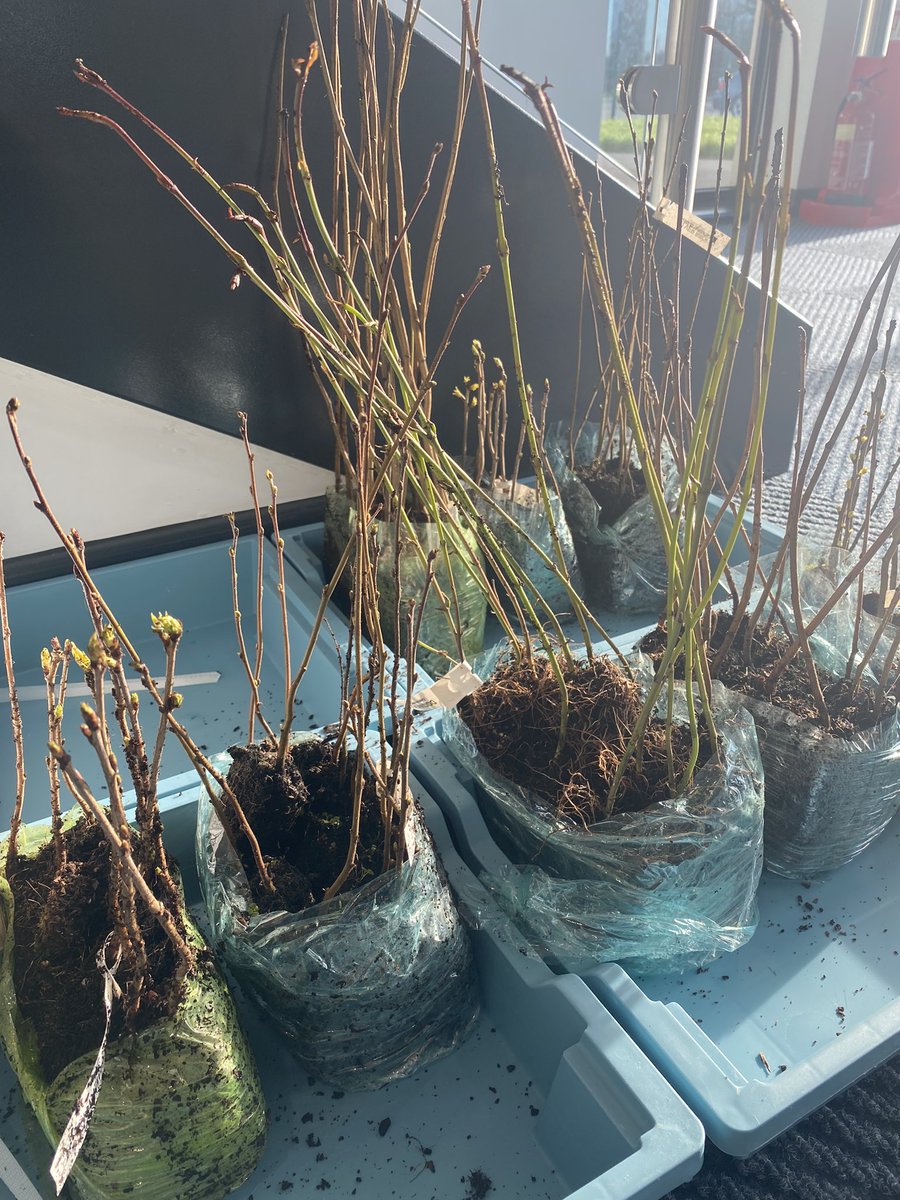 MissNicholson_'s tweet photo. Exciting times for @FradleyPrimary with our delivery of free @WoodlandTrust trees for our Forest School! Keep your eyes peeled for our upcoming planting day! 🌳 🌲 https://t.co/27snjrVBVF