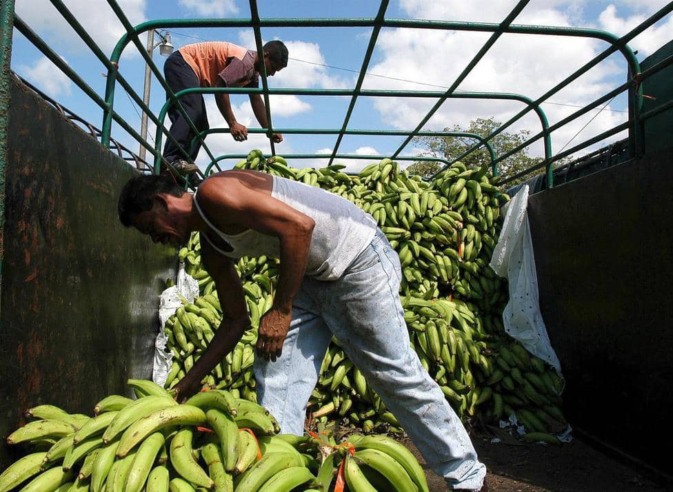 #Regionales Fumplaven: Disminuye en 50% producción de plátanos en el país bityl.co/HZ5d