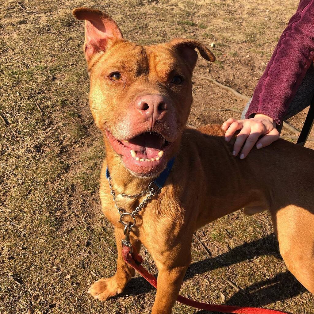 Happy Friday from adoptable Madra! 😄 #adoptme #madrathedog #newhavenanimalshelter instagr.am/p/CpnQgwAsoLt/