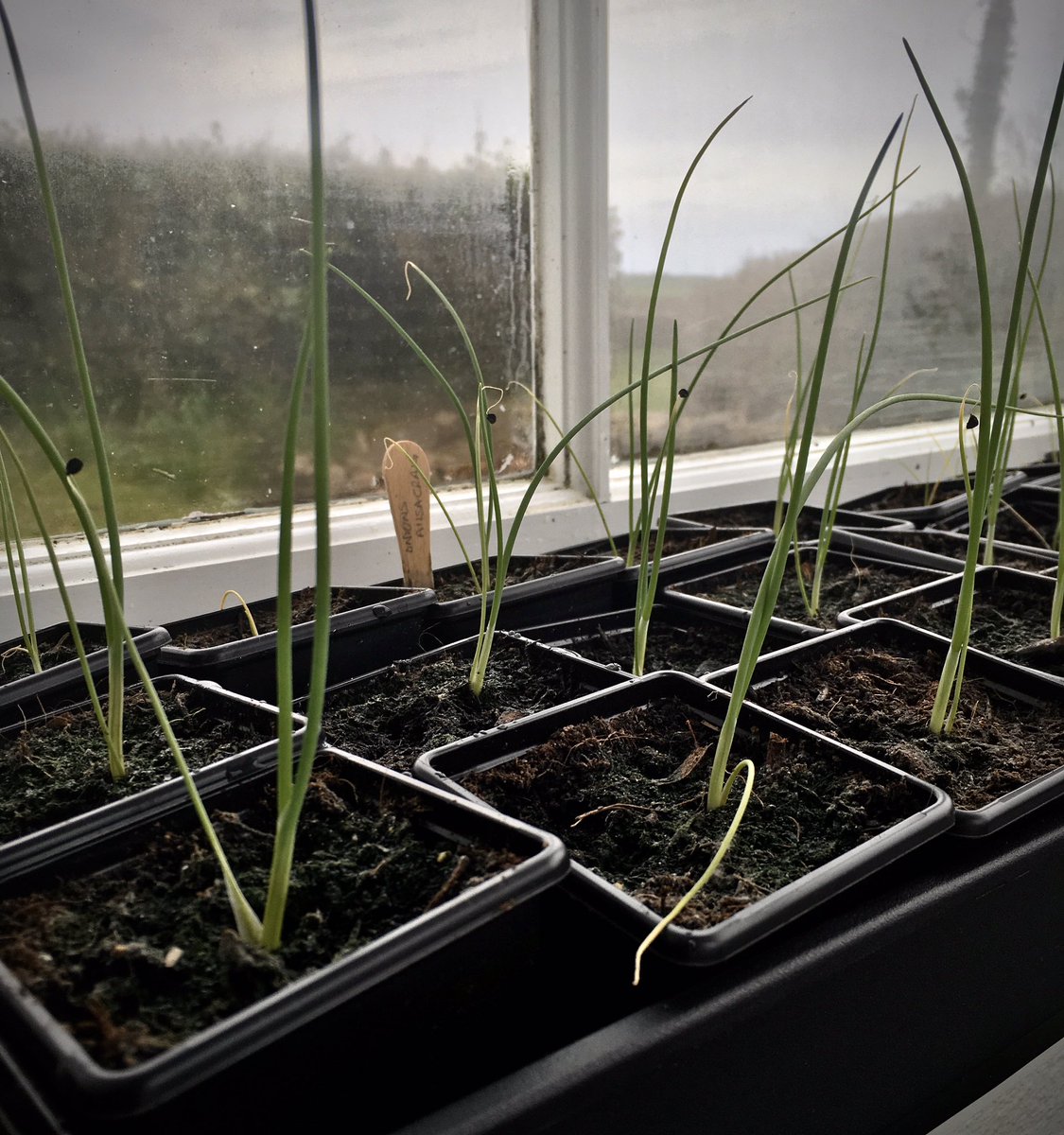 keithtesterliv1's tweet image. Alisa Craig onion seedlings are starting to thicken up here at The Devon Patch! #onionseedlings #DevonPatch