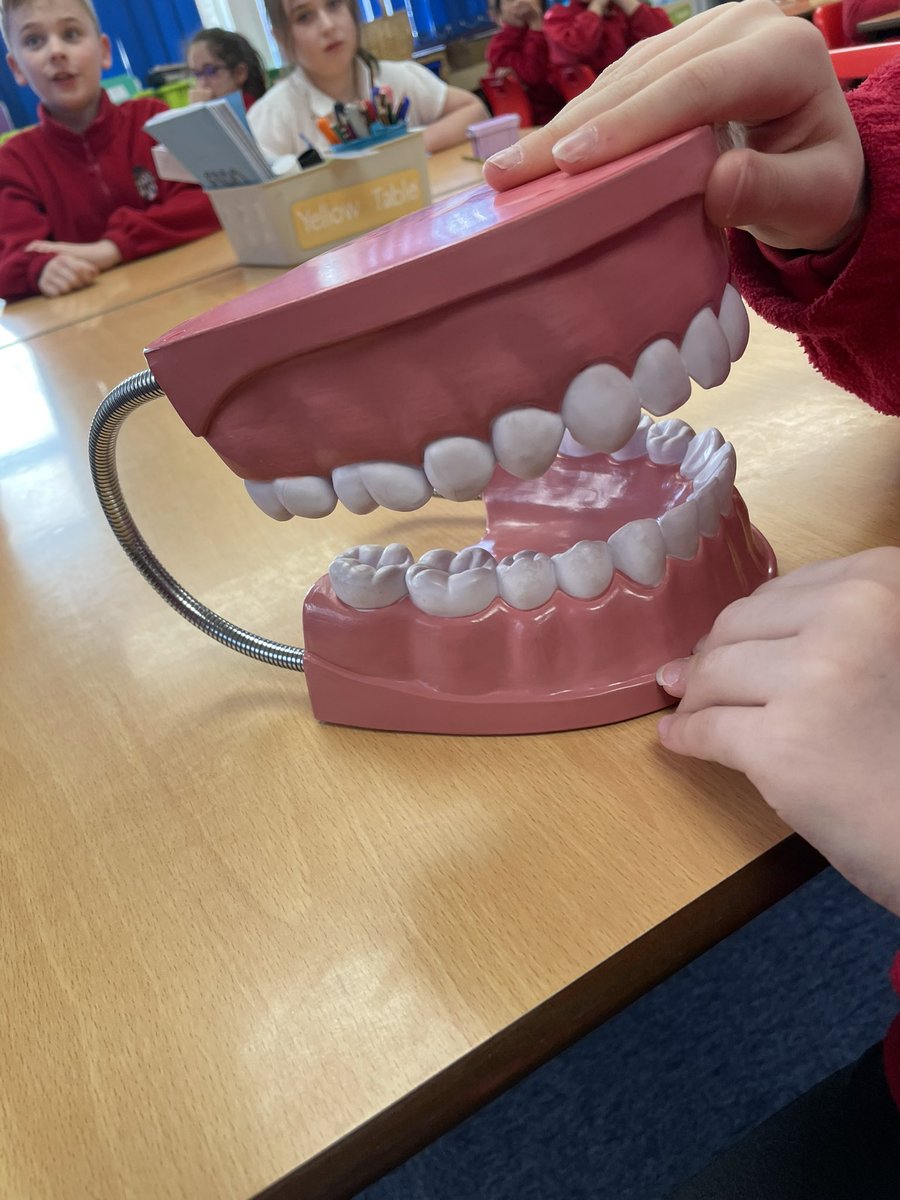 AslocktonSchool's tweet photo. Brilliant opportunity for Y4 to find out more about teeth during our visit from a dentist (and parent) today. An enormous thank you to Mrs Robinson who showed us X-rays, explained how teeth grow, recommended the best ways to look after our teeth and answered many great questions. https://t.co/aJlbx2VjuV