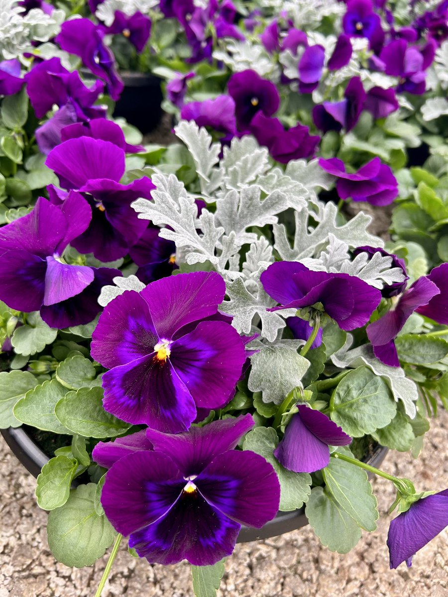 GCG Merchandising tweet media