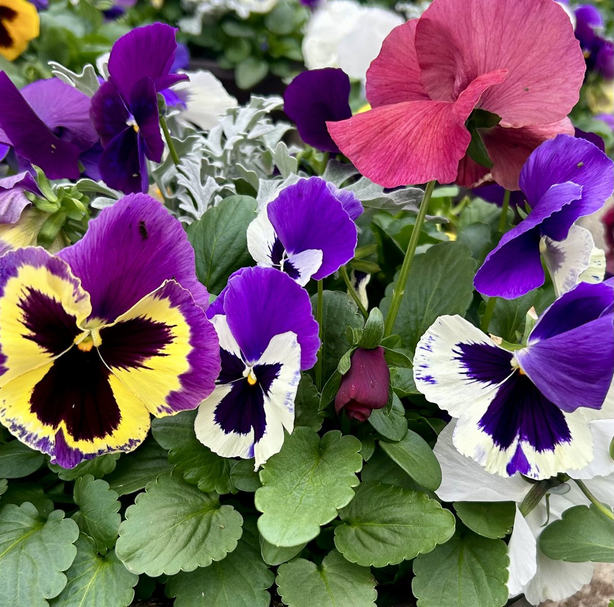Spring is in the air ; just a couple more weeks these  beauties will be in <a href="/HomeDepot/">The Home Depot</a> <a href="/angela_afazi/">Angela</a>