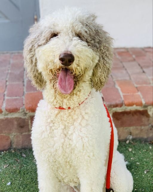 Archie is looking for a new leash on life! He's had a ruff road to get to where he is now and is still a bit of a work in progress, but we know that he has what it takes to be the best boy. Please call 310-278-2935 for more info #amandafoundation #intraining #poodle #rescuedog