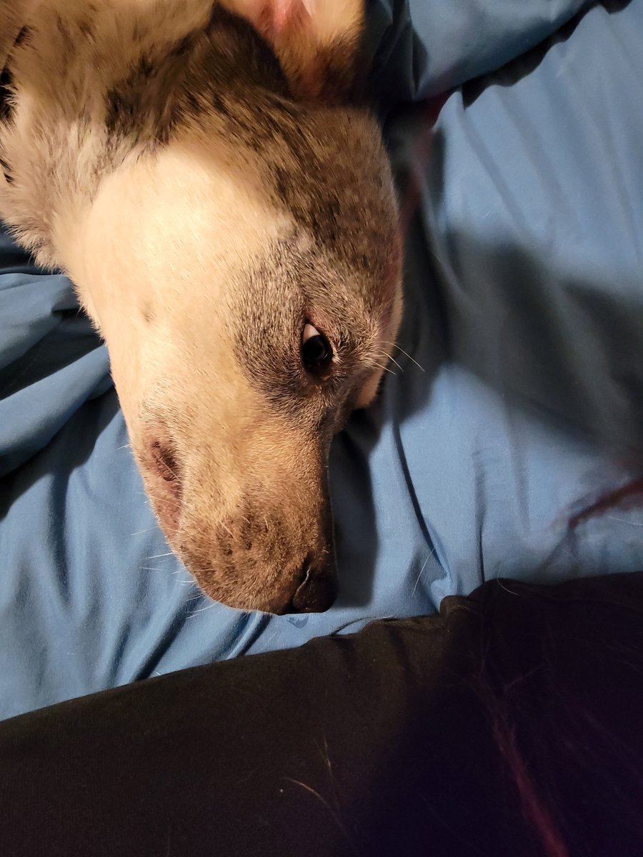 jab_sol's tweet photo. I'm sure that we have all seen this "propellor hat dog" meme recently, definitely recognizable and possibly the inspiration behind $pwease.

But what people dont seem to realize is that this dog, originally posted by a random user on tumblr in 2022, and then added to gmod in 2024, has a name.

https://t.co/vjNjjuksaO

and that name is ROSCOE.

https://t.co/EwK9ChQwO1

Sadly, rosco passed away in March of 2023.
https://t.co/RZqWgmdTee

the last roscoe to drop was almost an entire year ago, and was rugged seconds after bonding, roscoe possibly started the propellor hat and lollipop movement, lets honor him the way he deserved to be honored.