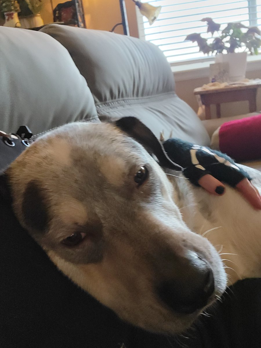 jab_sol's tweet photo. I'm sure that we have all seen this "propellor hat dog" meme recently, definitely recognizable and possibly the inspiration behind $pwease.

But what people dont seem to realize is that this dog, originally posted by a random user on tumblr in 2022, and then added to gmod in 2024, has a name.

https://t.co/vjNjjuksaO

and that name is ROSCOE.

https://t.co/EwK9ChQwO1

Sadly, rosco passed away in March of 2023.
https://t.co/RZqWgmdTee

the last roscoe to drop was almost an entire year ago, and was rugged seconds after bonding, roscoe possibly started the propellor hat and lollipop movement, lets honor him the way he deserved to be honored.