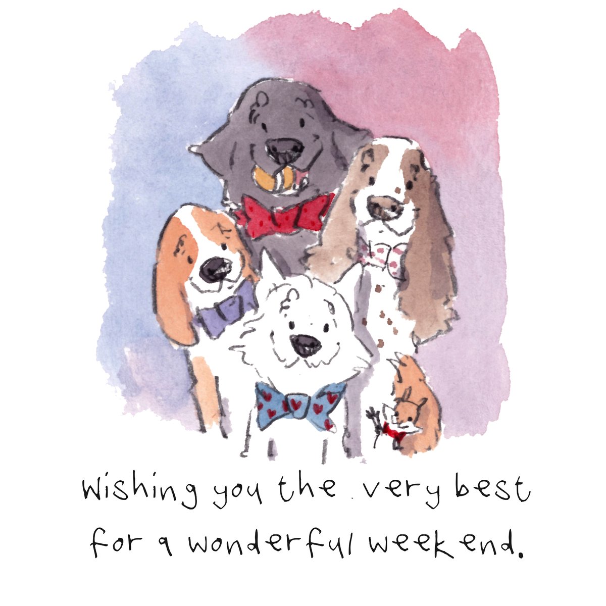 iaindwelch's tweet image. Good night, lovely people and lovely dogs.
I am wishing you the very best for a wonderful weekend. 
Sleep well and sweet dreams. 
#hoorayfordogs #beagle #labrador #westie #springer #redsquirrel #bowtie
