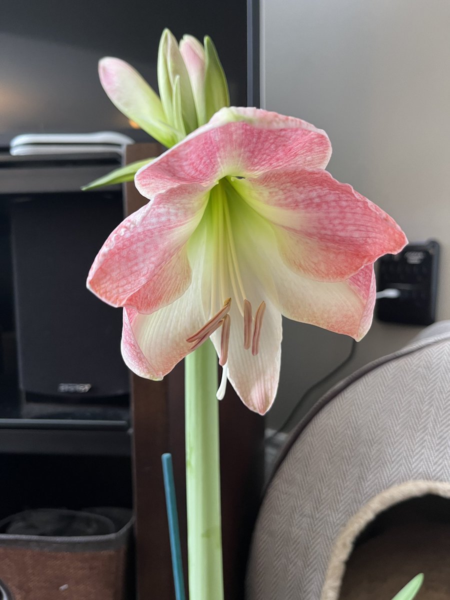 JenBrownEdu's tweet image. Well of course the first bloom opened during last period today after I was with students. So here’s a pic with my kitten investigating. #Amaryllisproject #linearrelations #mth1w #tvdsbmath #tvdsbdestreamed #desmos #lineofbestfit