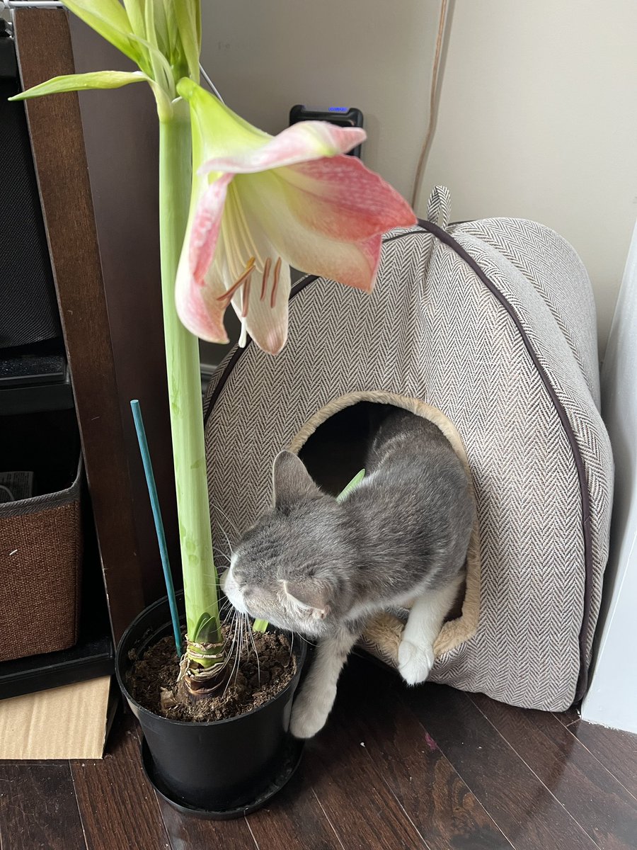 JenBrownEdu's tweet image. Well of course the first bloom opened during last period today after I was with students. So here’s a pic with my kitten investigating. #Amaryllisproject #linearrelations #mth1w #tvdsbmath #tvdsbdestreamed #desmos #lineofbestfit