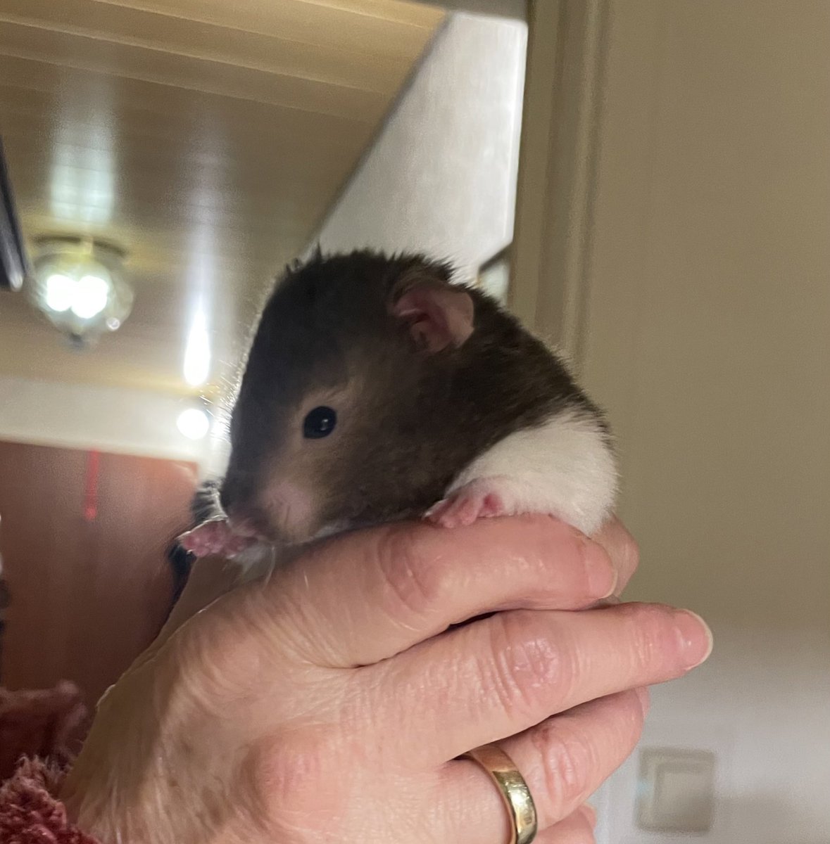 可愛すぎ😭💓💓💓

はぁぁぁ
動物ってどうしてこんなに可愛いのか😭

犬も猫もネズミ系も鳥も大好き😭
小学生の頃、動物図鑑ばっかり読んでた🥺 https://t.co/VdRcZarGwr