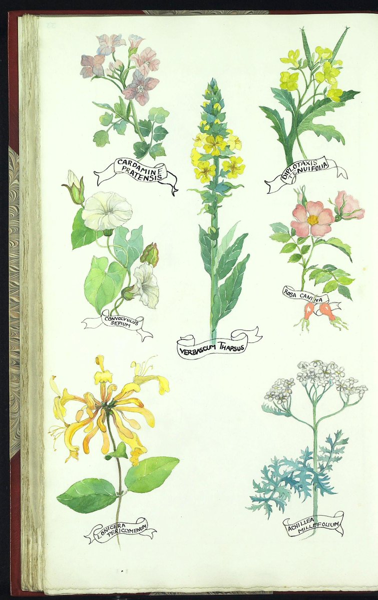 In 1951 many #WomensInstitutes produced scrapbooks giving a portrait of their village. The #Bramdean and #HintonAmpner WI scrapbook contains fine watercolours of the local flora (7M76/Z1) #hampshirearchives #hampshireheritage #hampshirenature #ExploreYourArchive #EYAFloraAndFauna