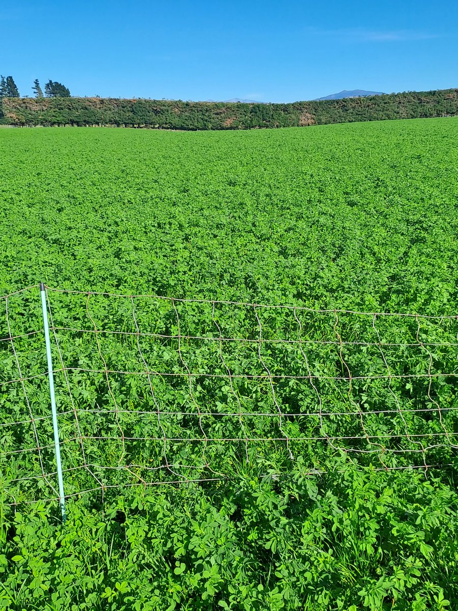 CharollaisRams's tweet photo. Lamb feed, 4 weeks growth. #Force4 Lucerne #Oakdon meadow fescue. #lochee https://t.co/Ez5HixJSm4