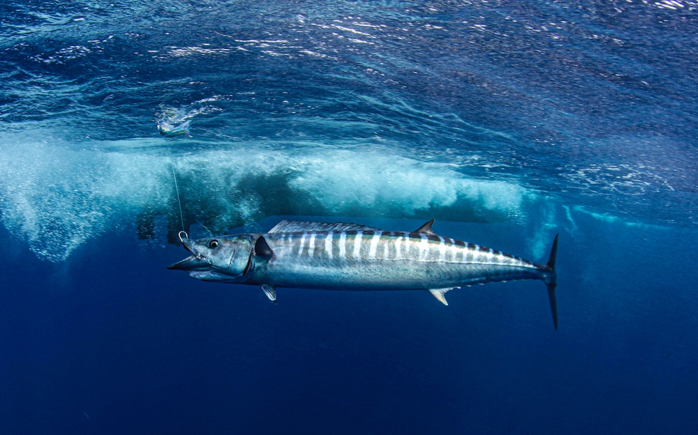 flsportfishing's tweet photo. Did you know that #NortheastFlorida has some of the most fertile #wahoo grounds in this great nation? Capt. Tim Altman of @hoodoosportfishing shares all the details HERE: https://t.co/FTpkEgVbk4
#wahoofishing #floridafishing #fishingpro https://t.co/nBw0RoWFfy