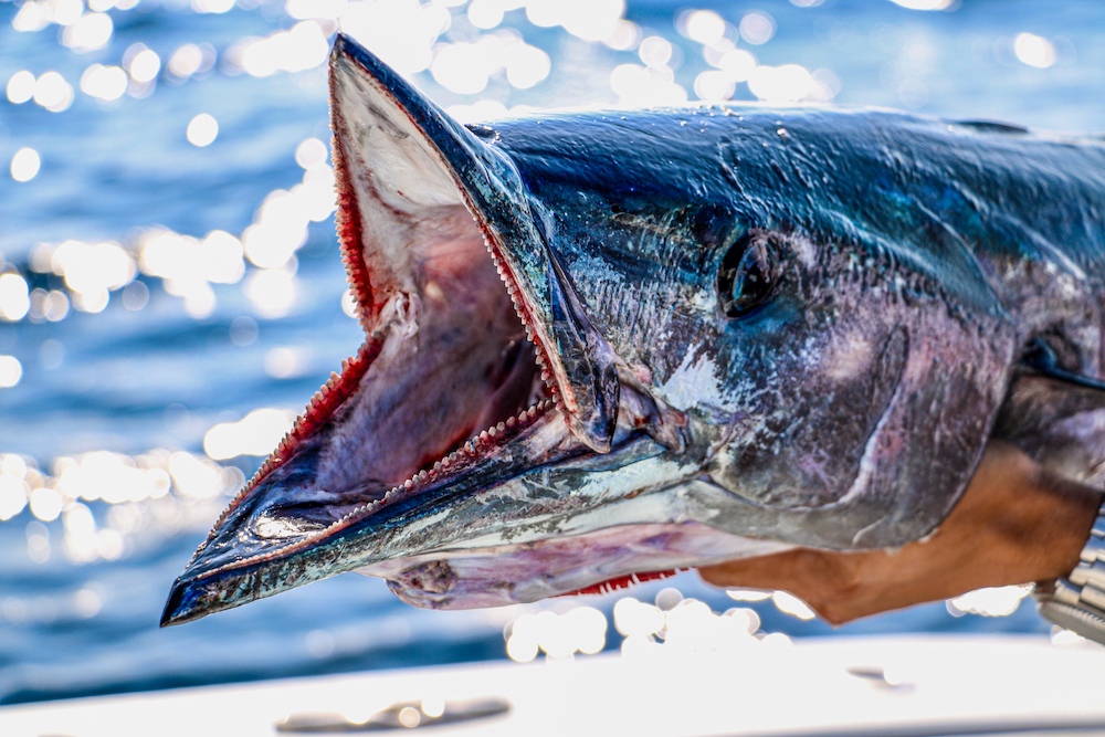 flsportfishing's tweet photo. Did you know that #NortheastFlorida has some of the most fertile #wahoo grounds in this great nation? Capt. Tim Altman of @hoodoosportfishing shares all the details HERE: https://t.co/FTpkEgVbk4
#wahoofishing #floridafishing #fishingpro https://t.co/nBw0RoWFfy
