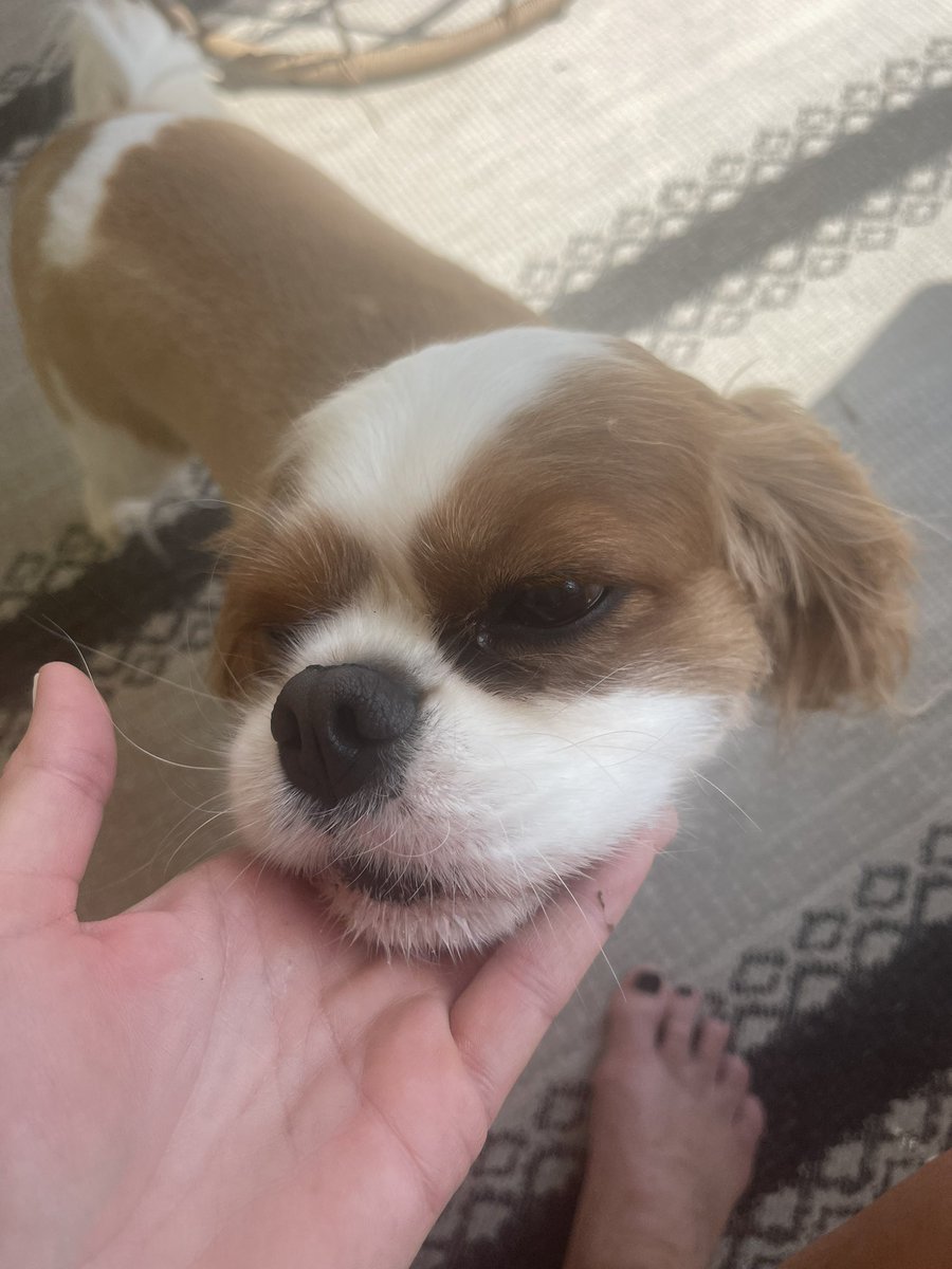 katehable's tweet photo. South Padre Spring Break with this pup. #avoidingthemayhem #exceptLilWayne @LilTunechi (can’t wait!!!!!) https://t.co/NcyFWgPf9y
