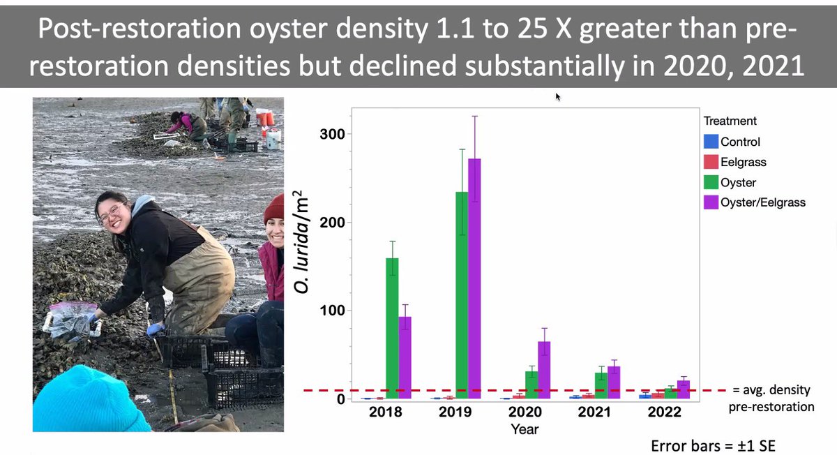 Zacherl Lab (@zacherllab) on Twitter photo <a href="/DrZacherl/">Dr. Danielle Zacherl</a> is starting us off! Eelgrass is doing 13 times better than our target restoration goal and at one site oyster density has remained relatively stable over time <a href="/DrZacherl/">Dr. Danielle Zacherl</a> is starting us off! Eelgrass is doing 13 times better than our target restoration goal and at one site oyster density has remained relatively stable over time
