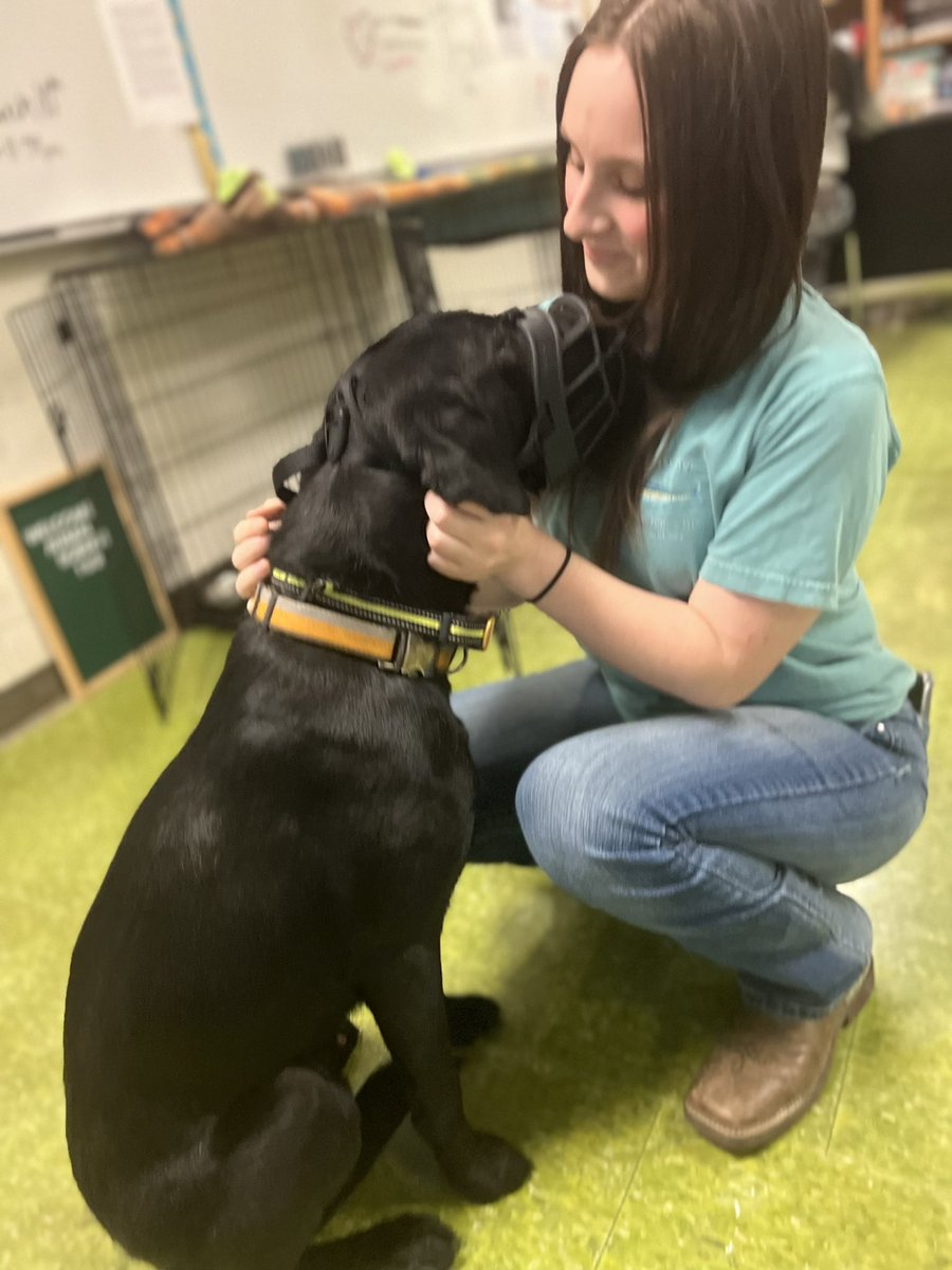 Everyone, meet Bear 🥰 Bear was a PAWsome aide in Mrs. Potter's Companion Animal Science 2 class today! He provided students with hands-on-experience as they prepare to obtain the Canine Career &amp; Training Program Credential
#CTEforNC #LearningThatWorks
<a href="/southrowanFFA/">South Rowan FFA</a> <a href="/Jrdn_Baker/">Jordan Baker</a>