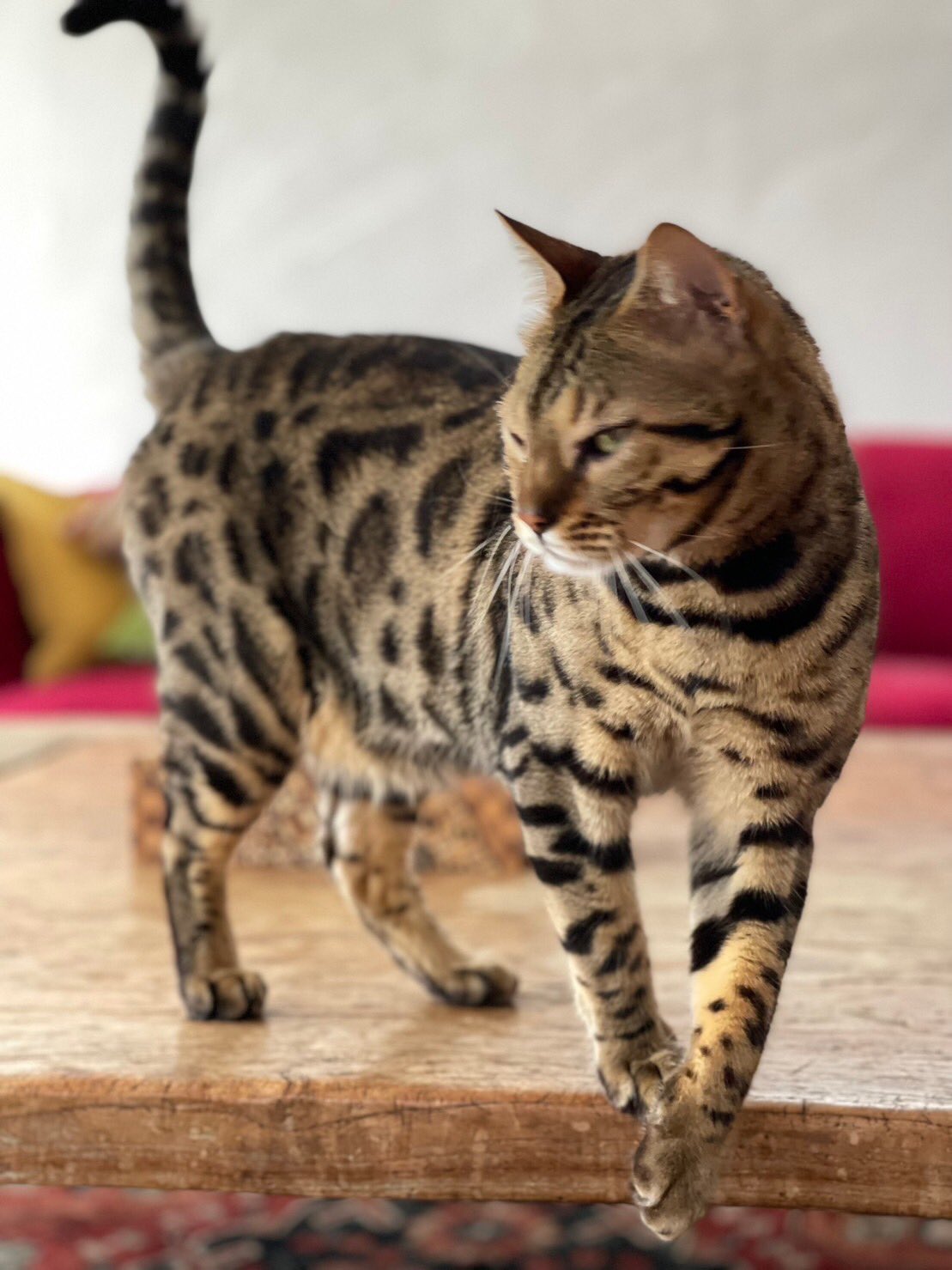 食べちゃう(三毛猫) 三毛猫 - Search / X