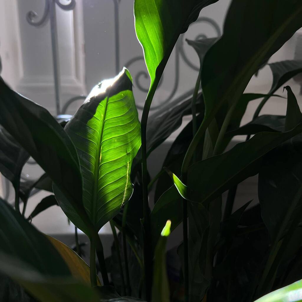 In the spotlight 🔦

#observations #naturallight #giolacassar #phonepgotography #iphoneography #lighting #plants #green #everyday #everydaybeauty instagr.am/p/Cpn2LdMIULi/