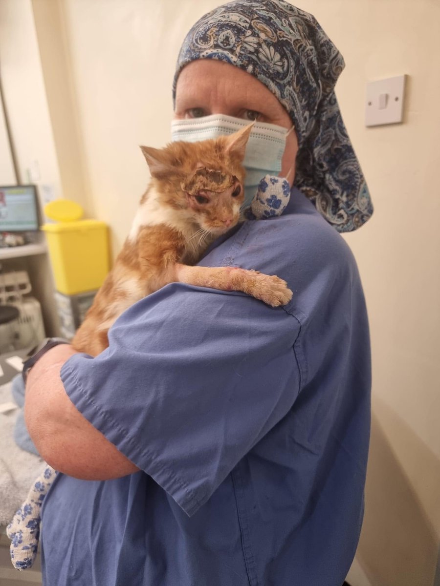 Rosa (Sassypants) Update

It is now 4 weeks since little Rosa arrived with us at Bradford Cat Watch Rescue &amp; Sanctuary.