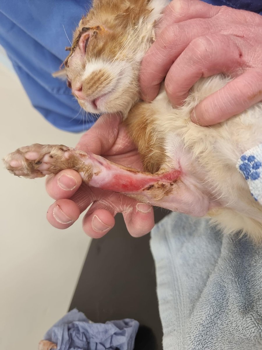 Our best guess is that the substance she was covered in was likely to be fibreglass resin or something similar.

We cannot believe how brave beautiful Rosa is.