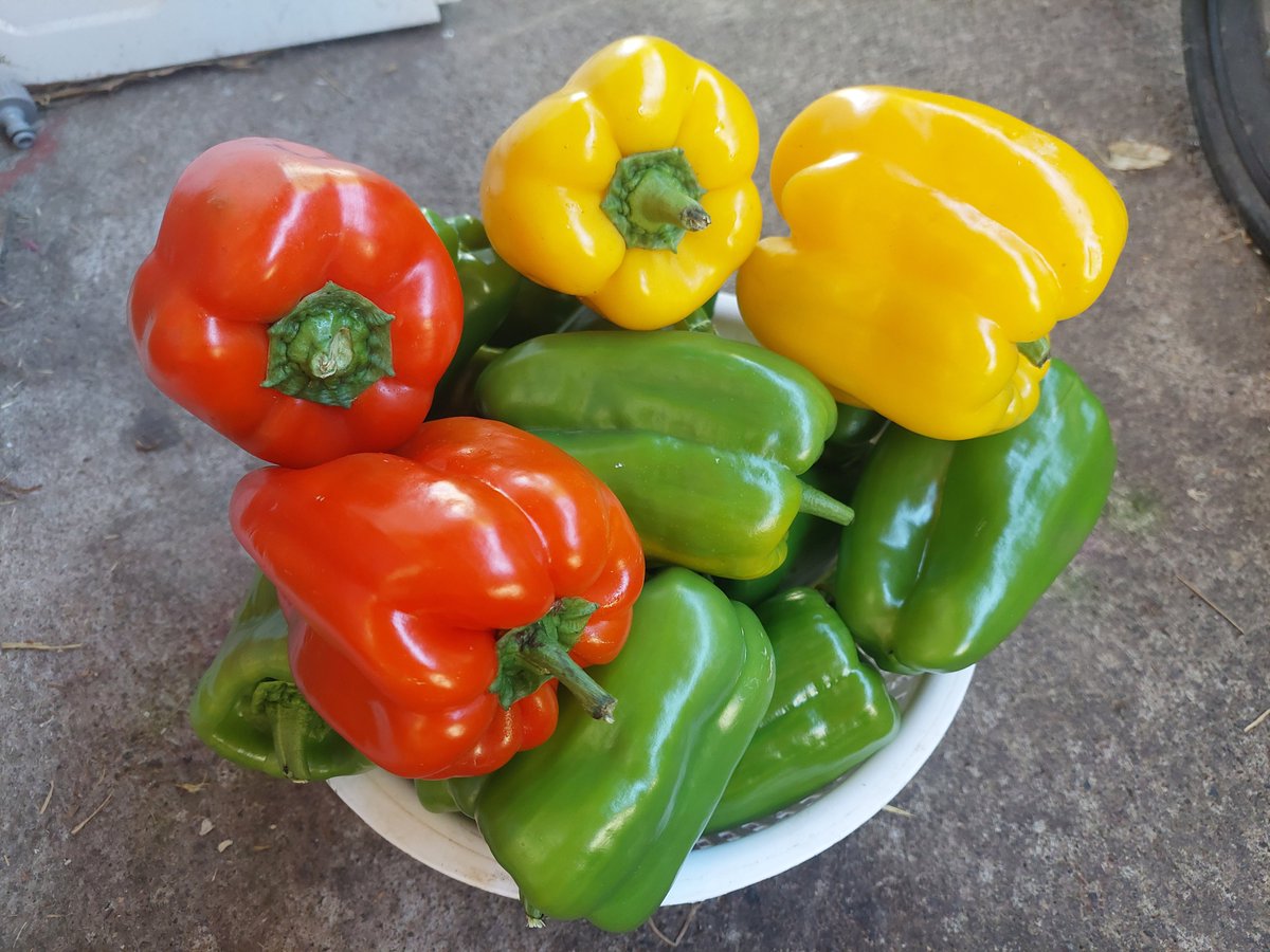 Colores que alegran el fin del verano
haciendo trampa sosi
😂