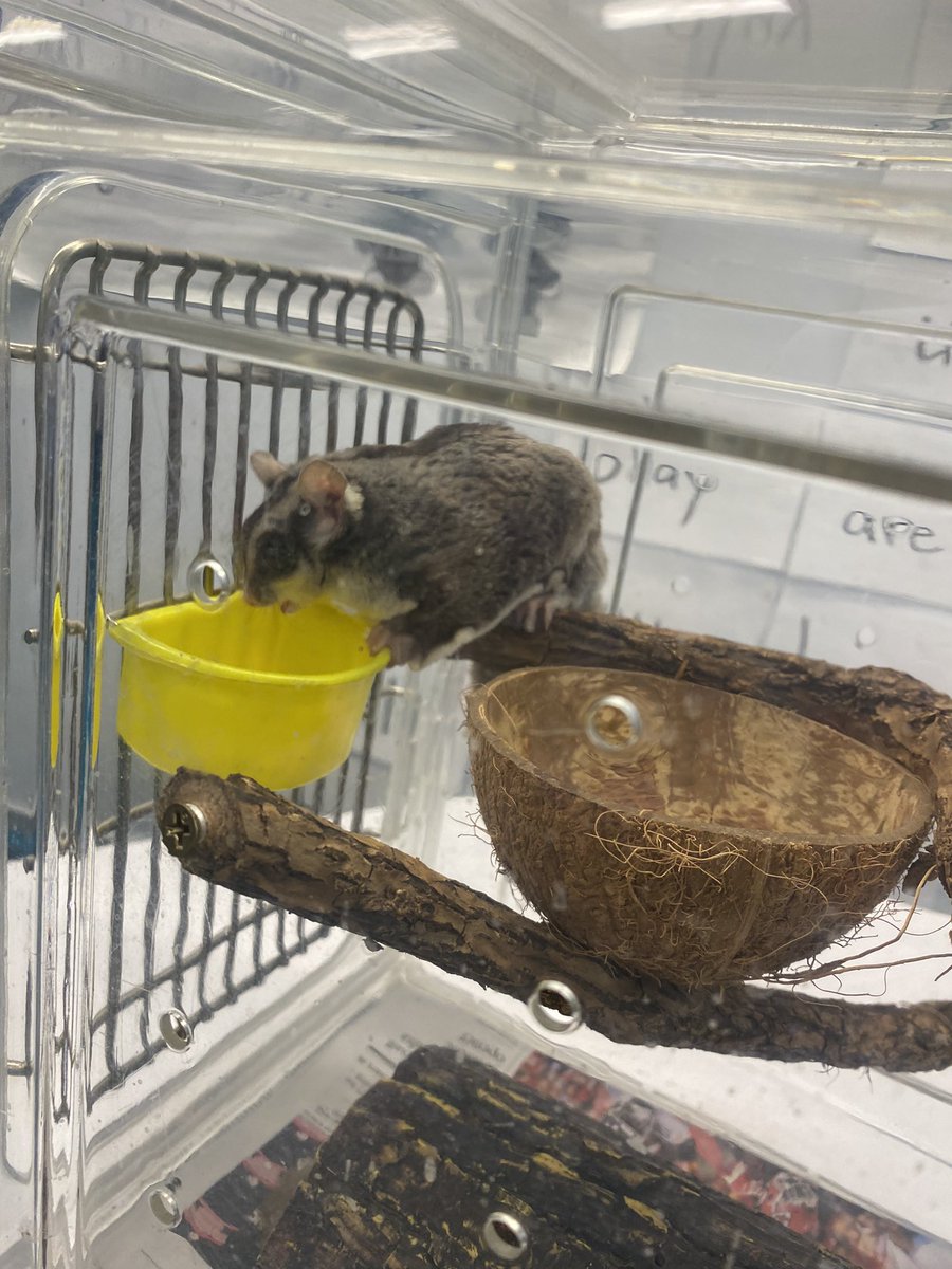 Our first graders are finishing their science unit on adaptations by a visit from the Zoo Mobile!  #learningonthecliff