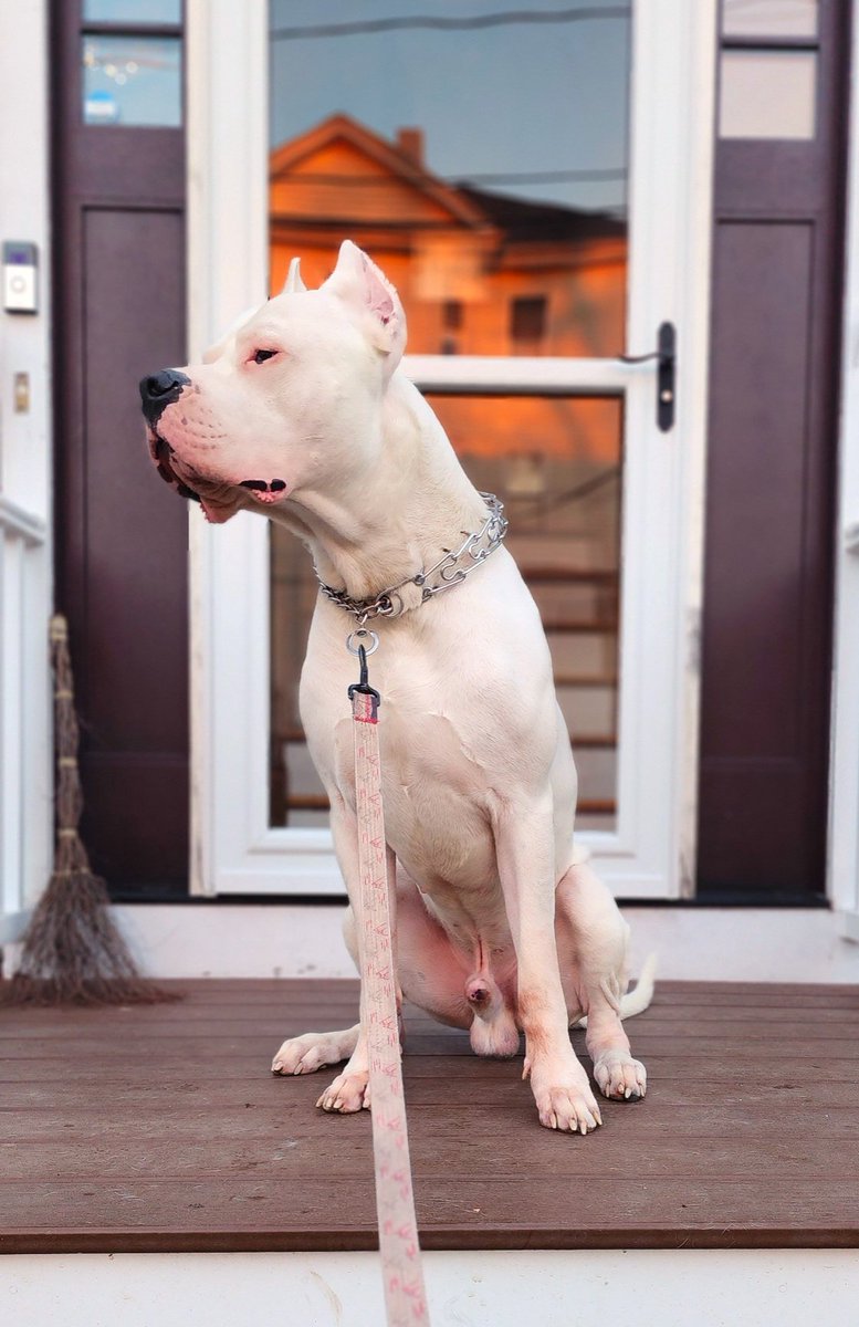 🔥🐶 not NFT related or Llama related, but just had to post my boy Arlo. Best dog ever! #dogs #guarddog #dogoargentino #puppy #k9 #photography #photos #dogphotos #mastiff