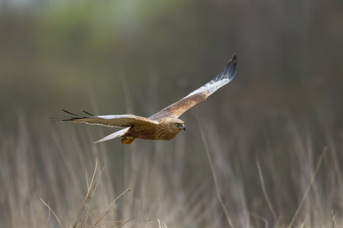 WWTworldwide's tweet photo. Not long now, nature lovers! 🪲🦀🦉🦋🦫🐸

#WildIsles starts this Sunday at 7pm 📺

Watch on @BBCOne and @BBCiPlayer as Sir David Attenborough explores the wildest corners of the UK. https://t.co/ghBNJIXZqB